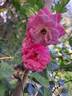 Amica rose photo