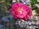 Amica rose photo