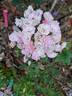 Heavenly Pink rose photo