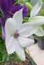 Tsukiko ™ clematis photo