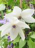 Tsukiko ™ clematis photo