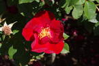 Allen Chandler rose photo