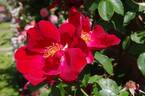 Allen Chandler rose photo
