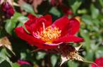 Allen Chandler rose photo