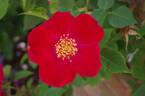 Allen Chandler rose photo