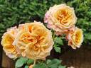 La Villa Cotta rose photo