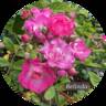 Belinda rose photo