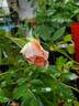 Precious Dream rose photo