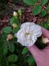 Bubble Bath rose photo