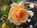 Schöne vom See rose photo