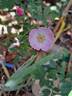 Alden Biesen ® rose photo