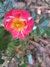 Charmant ™ rose photo