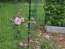 Blossomtime rose photo
