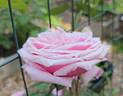 Blossomtime rose photo