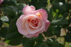 Anne Talau rose photo