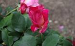 Yvette Horner rose photo