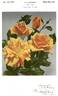 Pan America rose photo