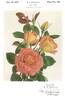 Sunset Glory rose photo