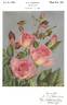Hildegarde rose photo