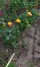 Eleonore Cruse rose photo
