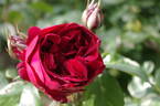 Elie Semoun rose photo