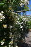 Leverkusen rose photo