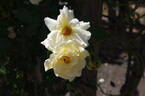 Leverkusen rose photo