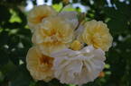 Ghislaine de Féligonde rose photo