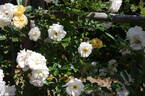 Ghislaine de Féligonde rose photo
