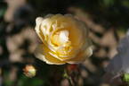 Ghislaine de Féligonde rose photo
