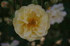 Ghislaine de Féligonde rose photo