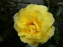Yellow Submarine rose photo
