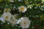Bobbie James rose photo
