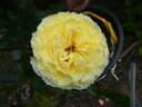 Golden Glory rose photo