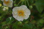 Bobbie James rose photo