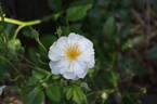 Bobbie James rose photo