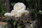 Sombreuil rose photo