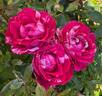 Henri Matisse rose photo