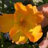 Playgold ™ rose photo