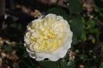 The Pilgrim ® rose photo