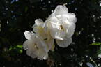 City of York rose photo