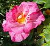 Tigress ™ rose photo