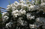 Seagull rose photo