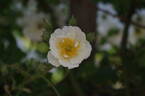 Seagull rose photo