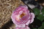 Constance Spry rose photo