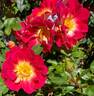 Ralph's Creeper™ rose photo