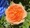 Louise Clements rose photo