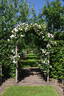 Old Blush Noisette rose photo