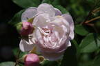 Old Blush Noisette rose photo