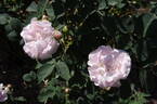 Cuisse de Nymphe rose photo